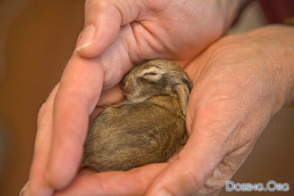 Кролик, которому 40 грамм (8 фото)