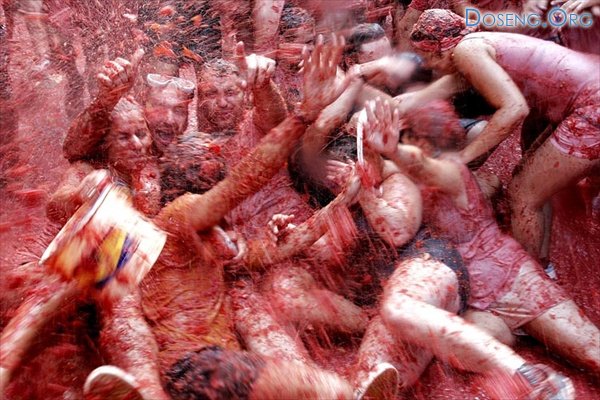     (La Tomatina)  