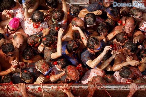     (La Tomatina)  