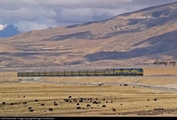 Цинхай-Тибетская железнодорожная магистраль - дорога на крышу мира (31 фото)
