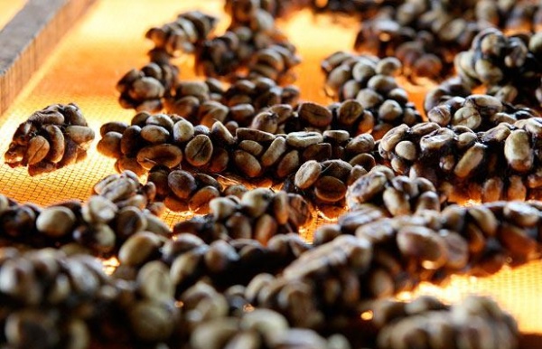 Как производят самый дорогой кофе в мире (10 фото)