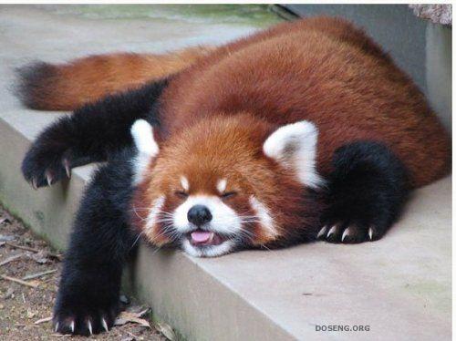 Красная панда (10 фото) 