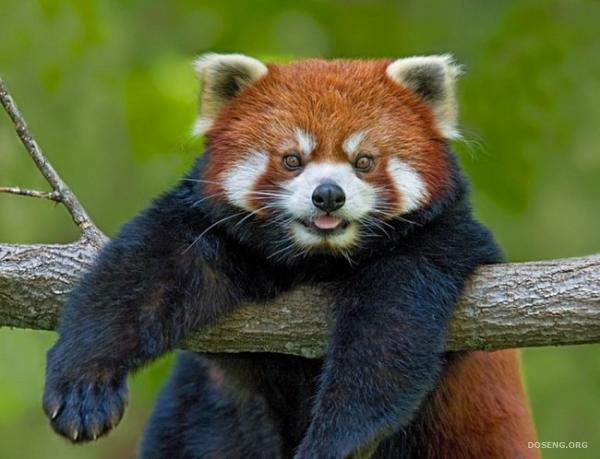 Красная панда (10 фото) 