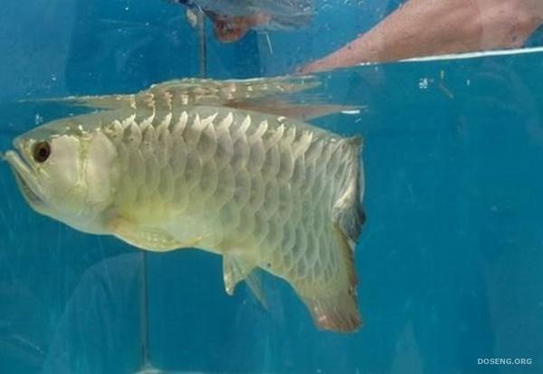   Arowana (5 )