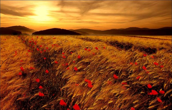     Veronika Pinke (30 )