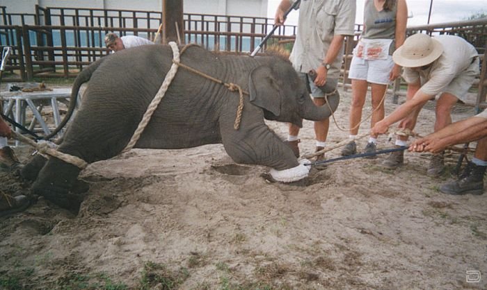 1261636505_baby_elephant_trainings_in_circus_01.jpg