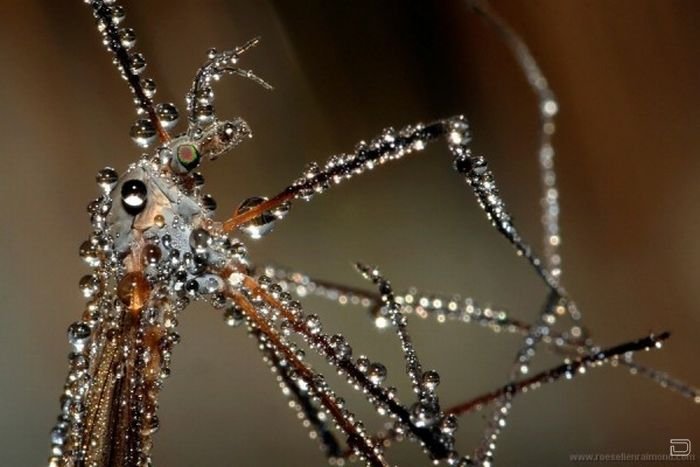      Roeselien Raimond (62 )