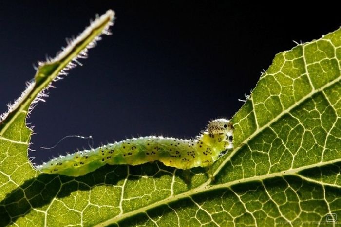      Roeselien Raimond (62 )