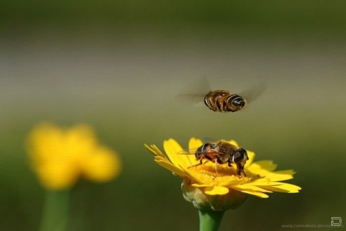      Roeselien Raimond (62 )