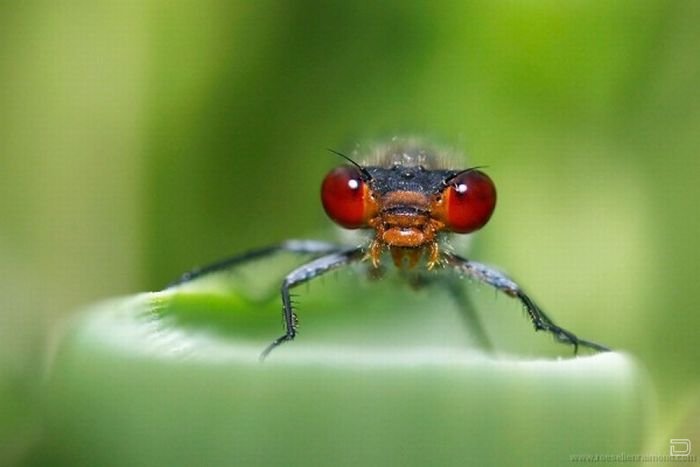      Roeselien Raimond (62 )