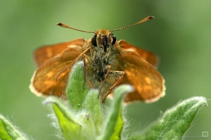      Roeselien Raimond (62 )