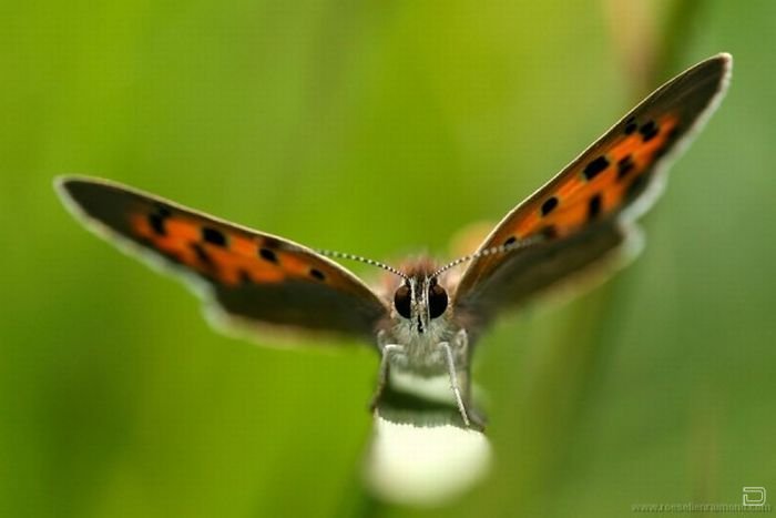      Roeselien Raimond (62 )