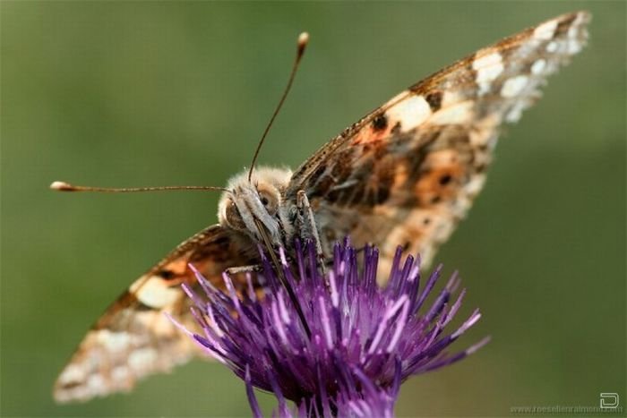      Roeselien Raimond (62 )