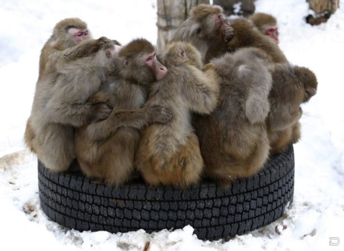 1263879505_monkeys_try_to_stay_warm_02.j