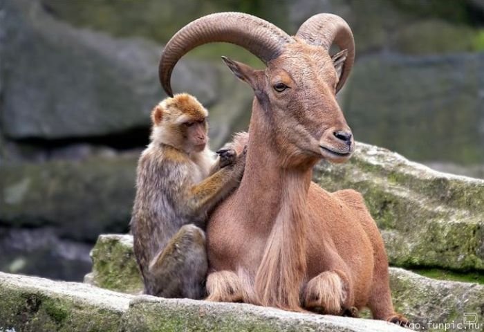 Наши меньшие братья 1264653483_unlikely_animal_friendships_33