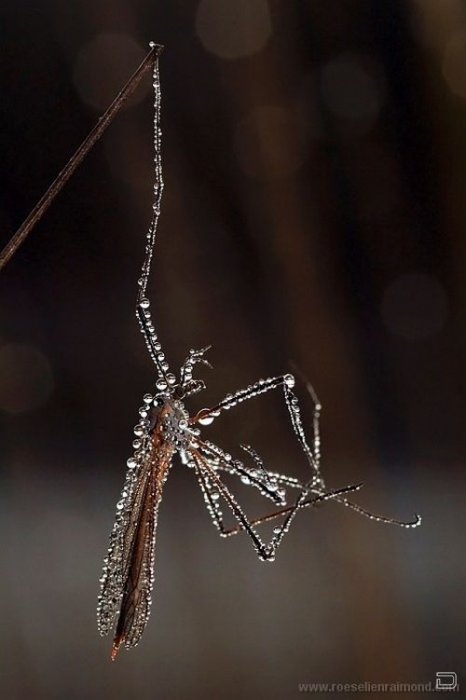      Roeselien Raimond (62 )