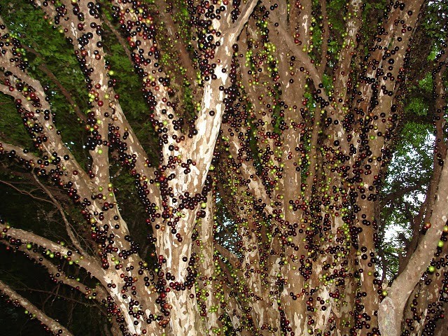 Джаботикаба — вечнозелёное необычное фруктовое дерево