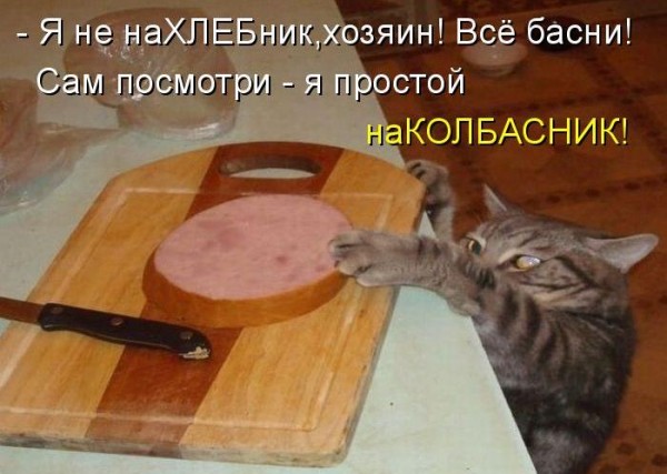 Эти смешные животные!