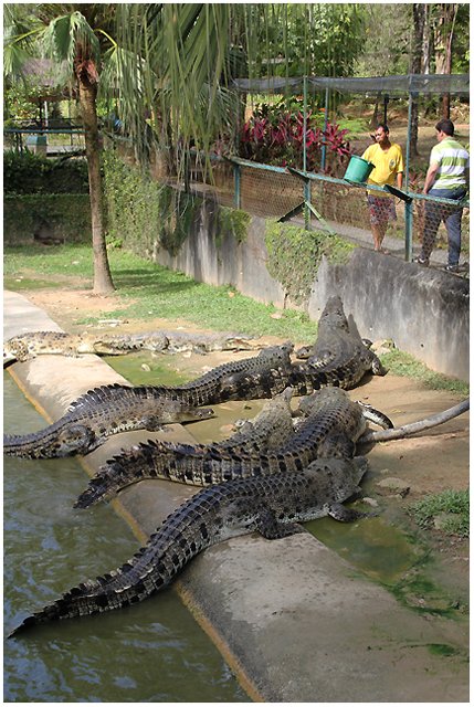   Crocodile Farm Langkawi