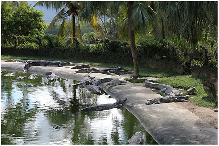   Crocodile Farm Langkawi