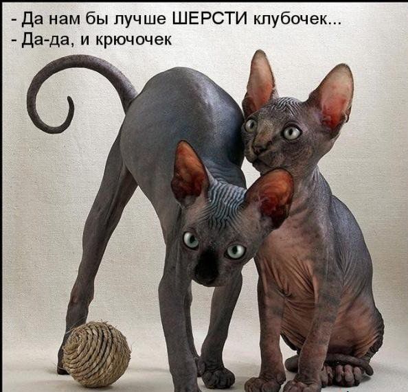 Забавные котоматрицы