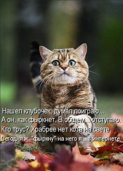 Забавные котоматрицы