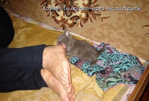 Забавные котоматрицы