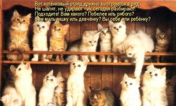 Забавные котоматрицы