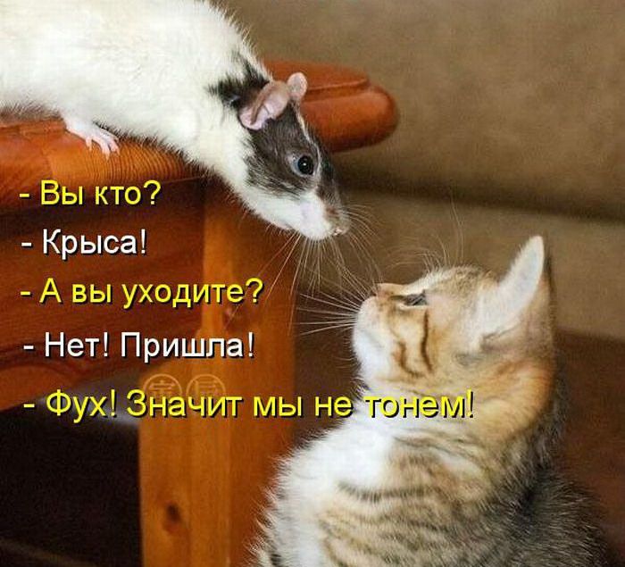 Забавные котоматрицы