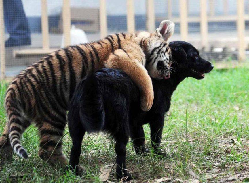 Тигр И Собака Совместимость В Любви