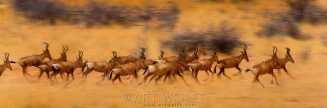  ,  Art Wolfe