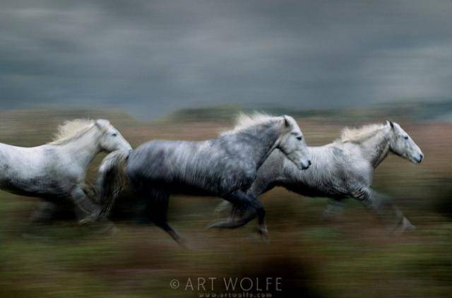  ,  Art Wolfe