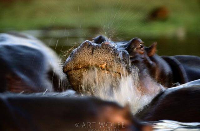  ,  Art Wolfe