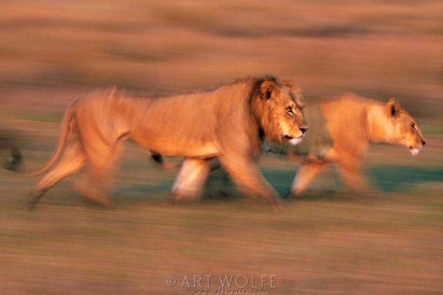  ,  Art Wolfe