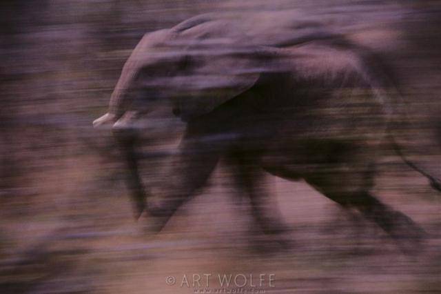  ,  Art Wolfe