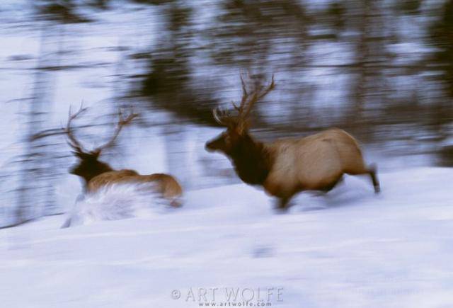  ,  Art Wolfe