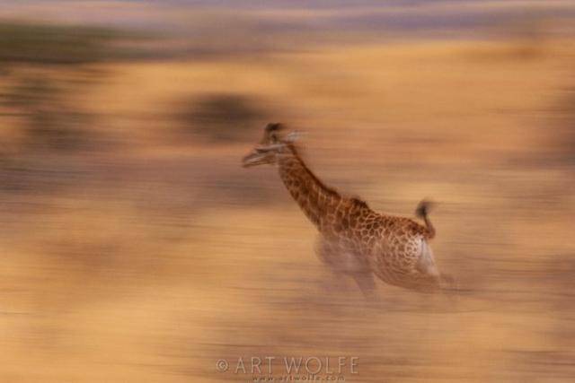  ,  Art Wolfe