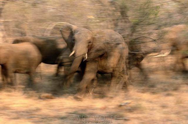  ,  Art Wolfe