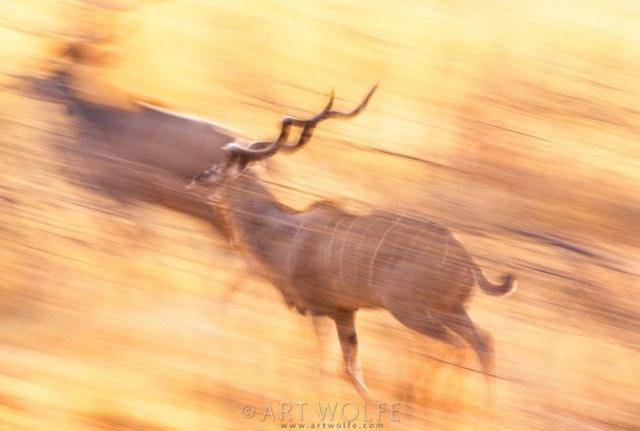  ,  Art Wolfe