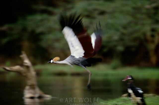  ,  Art Wolfe