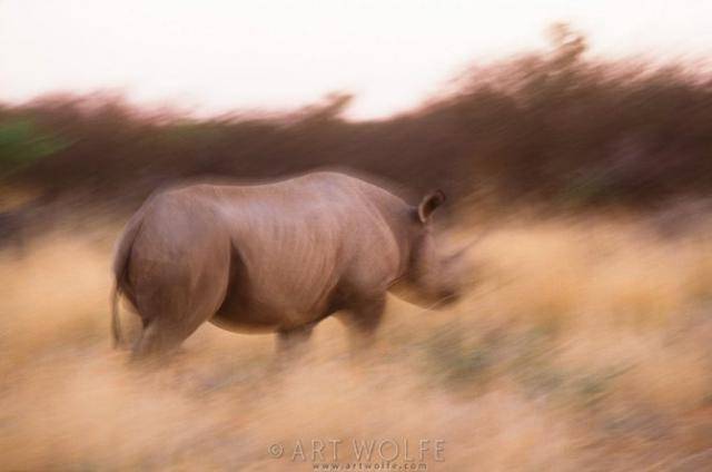  ,  Art Wolfe