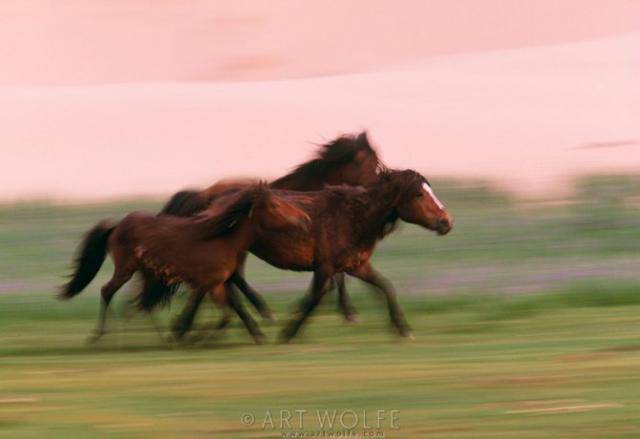  ,  Art Wolfe