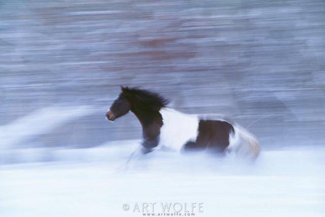  ,  Art Wolfe