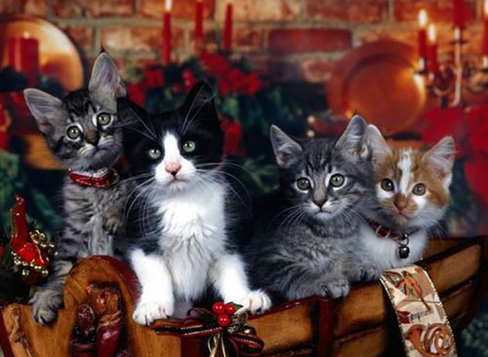 Рождественские коты