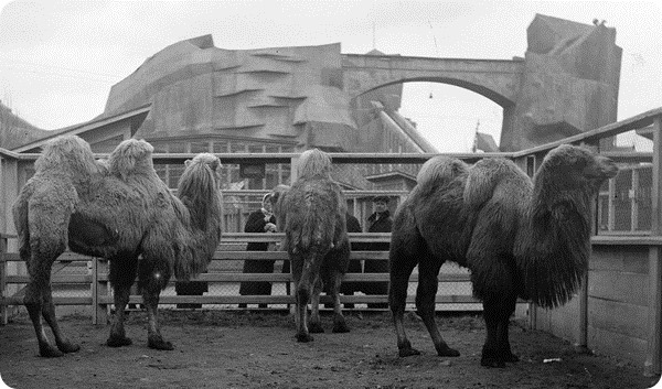 Люди и звери: Ленинградский зоопарк в дни блокады