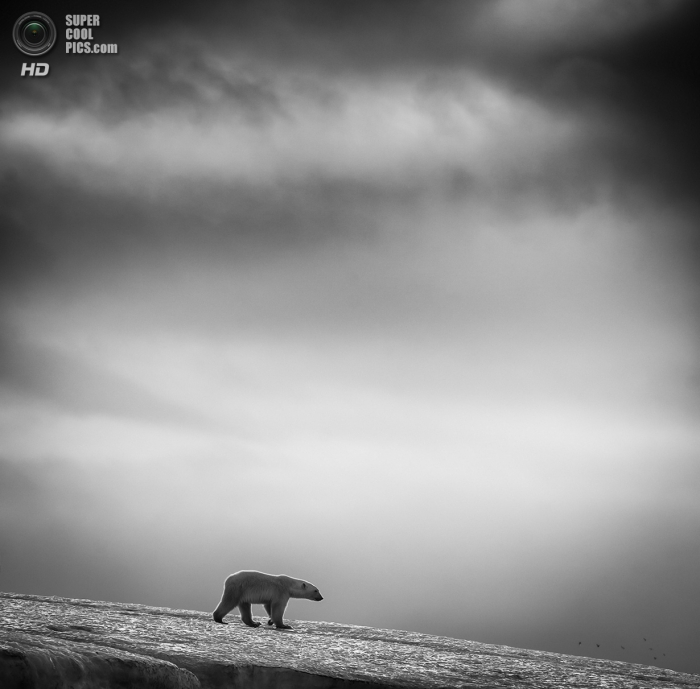 Sony World Photography Awards 2014