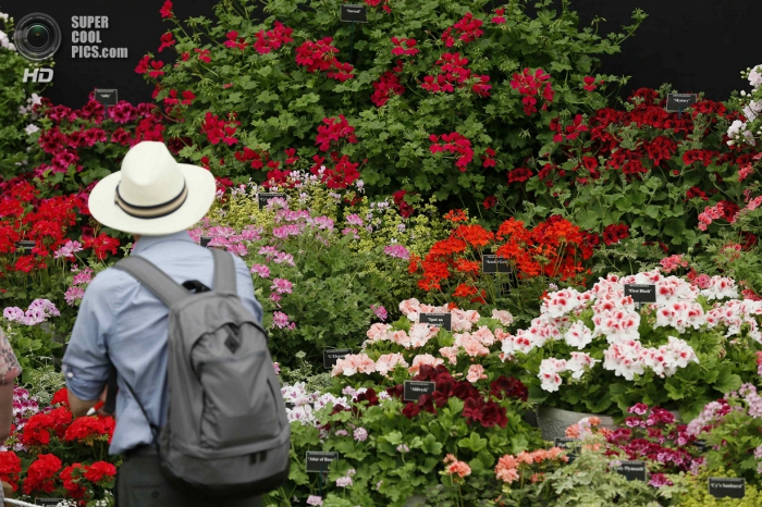 Chelsea Flower Show 2014