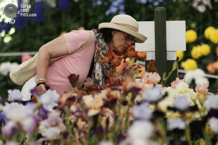 Chelsea Flower Show 2014