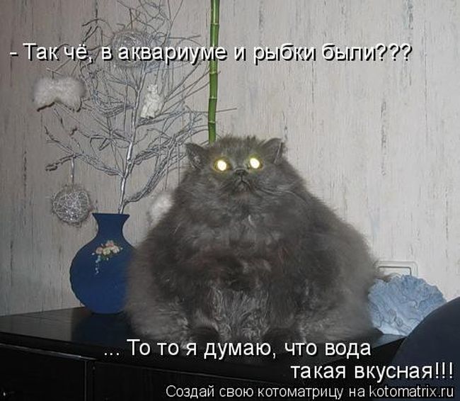 Кошачий юмор - Страница 29 1406250808_1-1