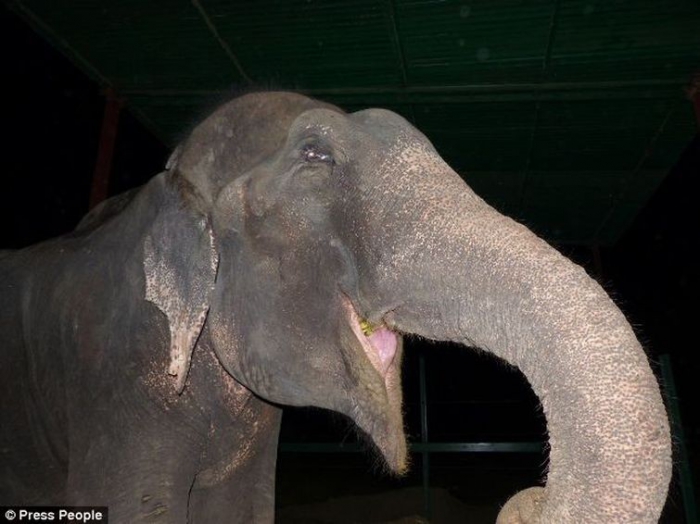 Спасенные слон плакал от счастья